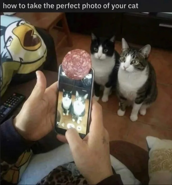 A person taking a photo of two attentive cats using a phone with a slice of salami stuck to the top edge.