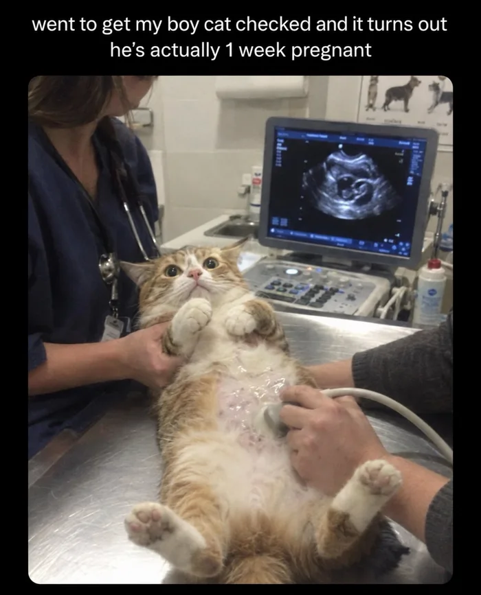 A wide-eyed cat lying on its back at the vet clinic while receiving an ultrasound scan on its belly, with the monitor visible in the background.
