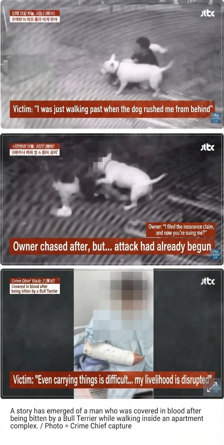 Broadcast screen capture from Crime Chief showing CCTV footage of a Bull Terrier attacking a man in an apartment complex, alongside the victim hospitalized with a cast on his arm.