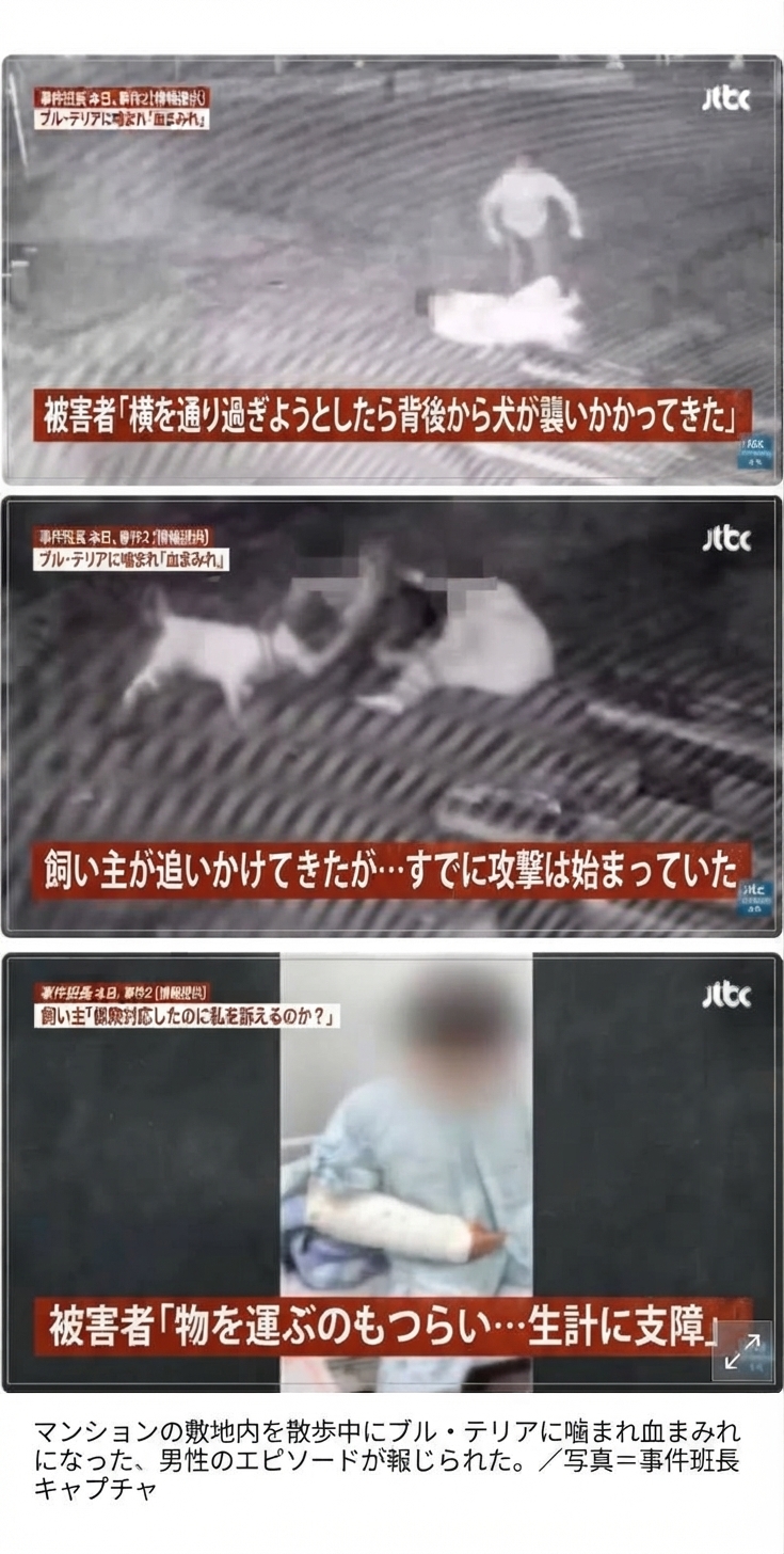 マンションの敷地内でブル・テリアが男性を襲う防犯カメラ映像と、腕にギプスをして入院している被害者の姿を映した「事件班長」の放送画面キャプチャ。