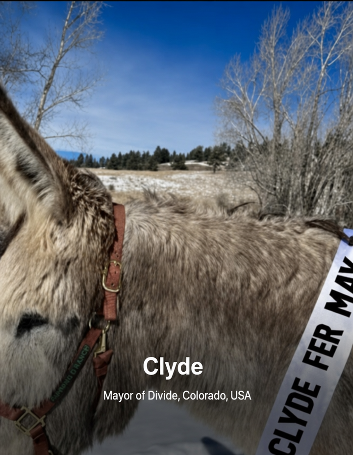 Clyde, a donkey serving as the mayor of Divide, Colorado, standing while wearing a mayoral sash.