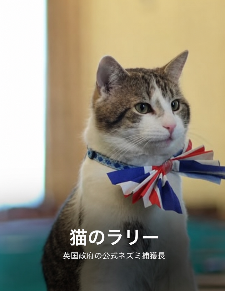 イギリス国旗のリボンを首に巻いている首相官邸の首席ネズミ捕獲長猫のラリー