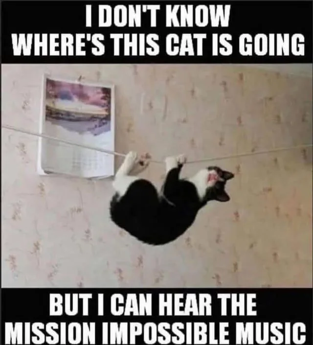 A black and white cat hanging upside down from a thin wire or string against a wall, looking like an undercover agent on a mission.