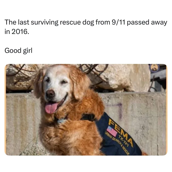 Golden retriever rescue dog wearing a FEMA Urban Search and Rescue vest outdoors.
