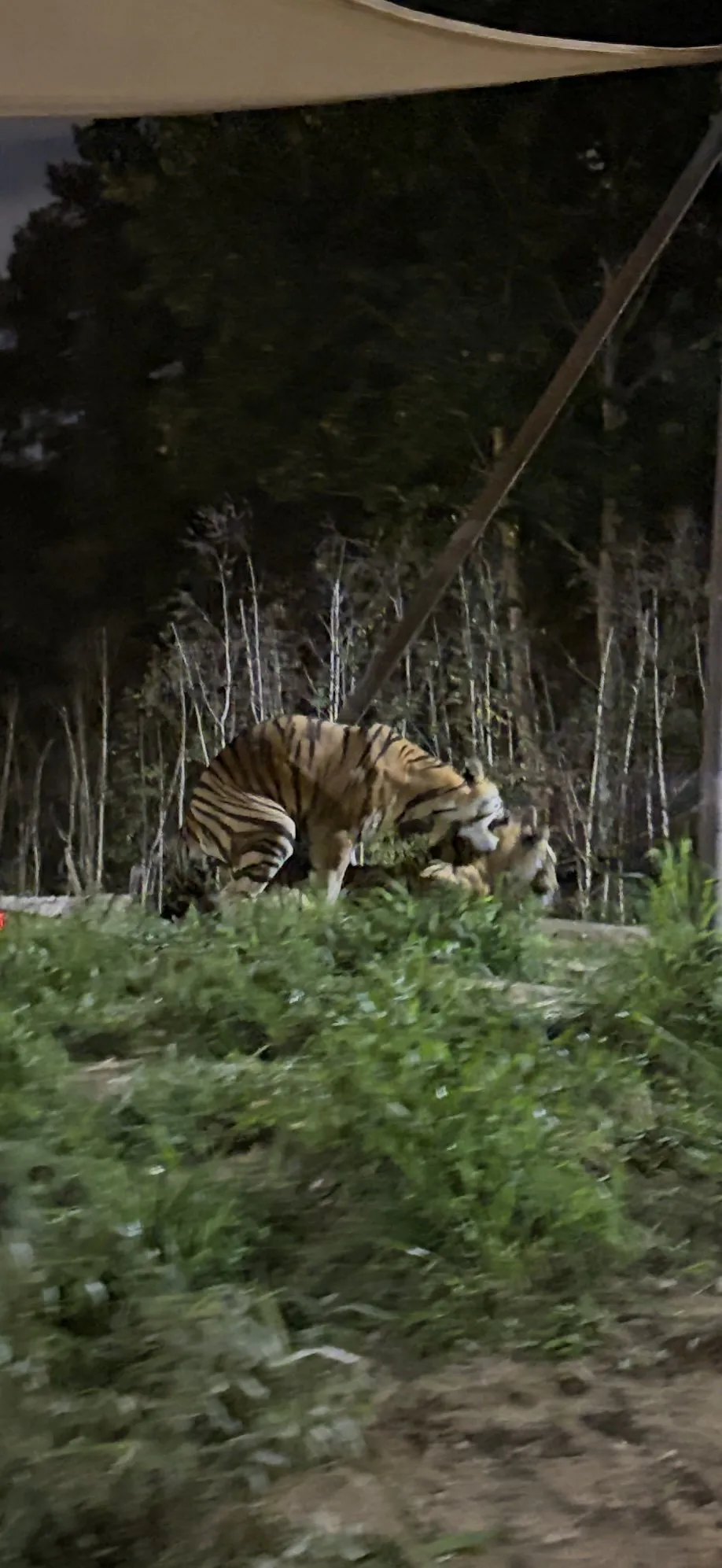 Side view of a pair of tigers mating on the grass