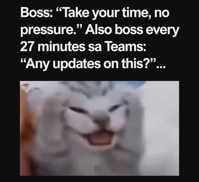 Meme showing text about a boss saying no pressure but asking for updates every 27 minutes, accompanied by an image of a stressed cat holding its head in despair.