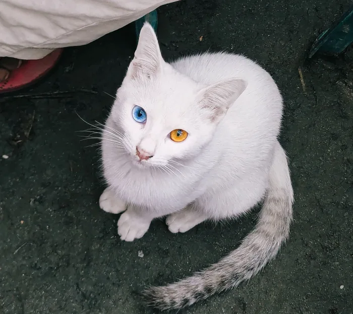 A white cat with heterochromia looking up, showing one vivid blue eye and one amber eye, with a greyish striped tail.