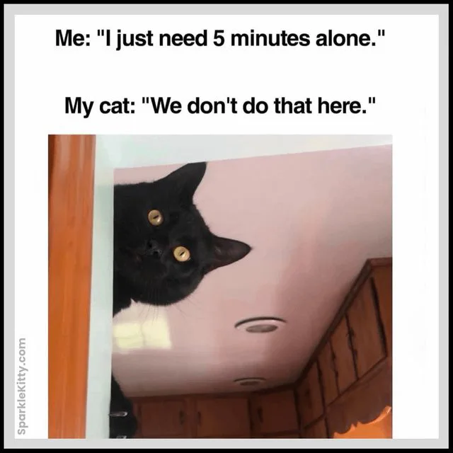 A meme featuring a black cat peeking upside-down around a doorway, captioned with dialogue about trying to be alone.