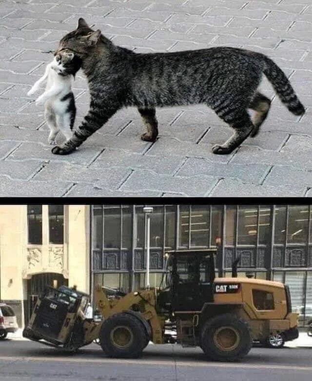 A split image comparing a mother cat carrying her kitten by the scruff to a large CAT wheel loader carrying a smaller skid steer loader in its bucket.