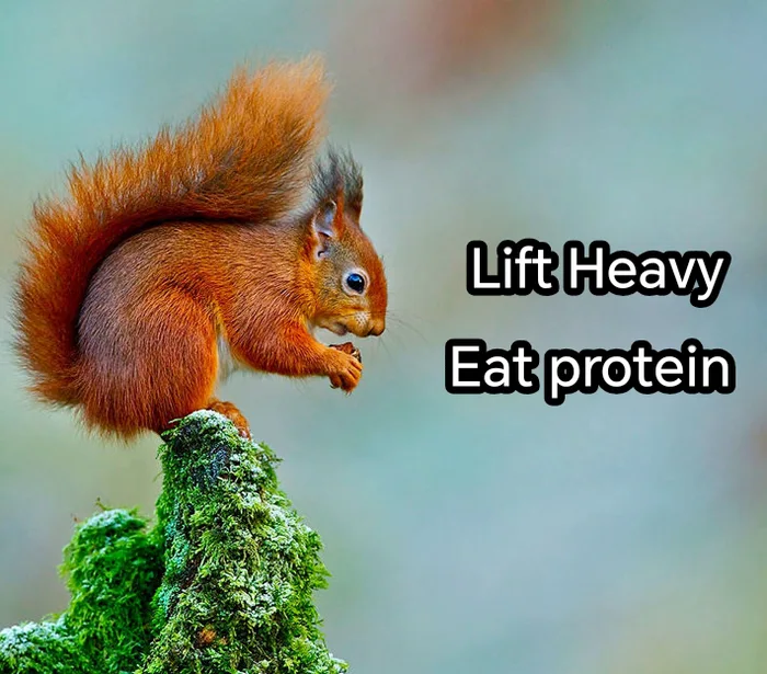 A small red squirrel perched atop a mossy branch with the text 'Lift Heavy Eat protein'