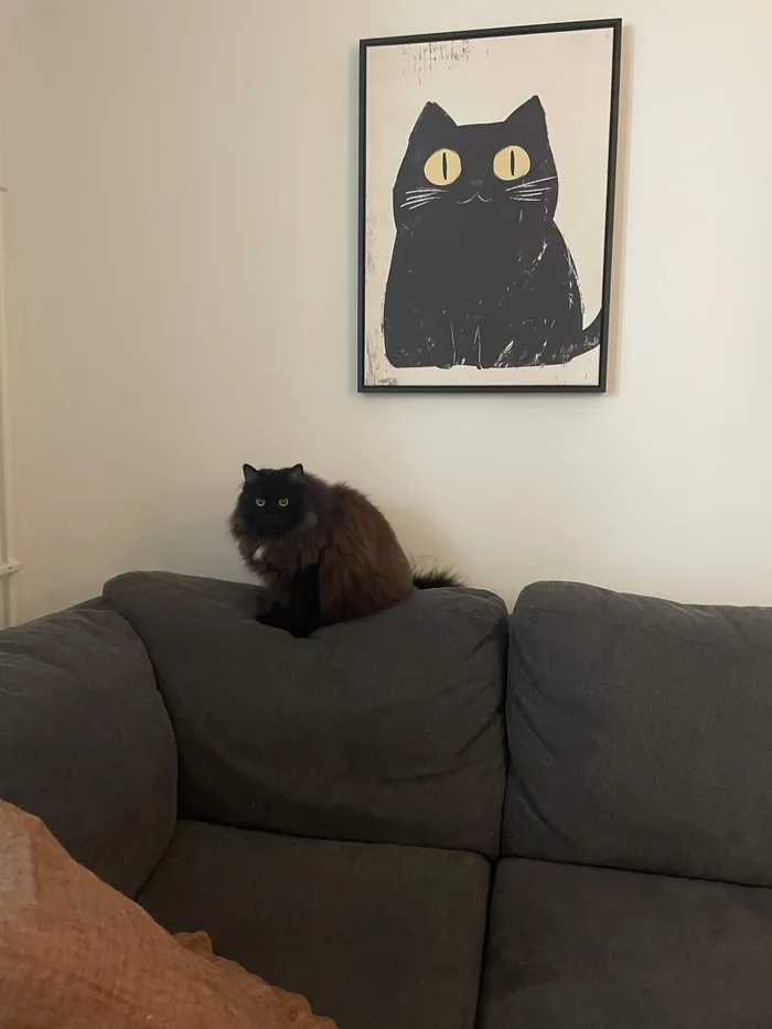 A fluffy black cat perched atop a grey sofa cushion beneath a framed print of a wide-eyed black cat.