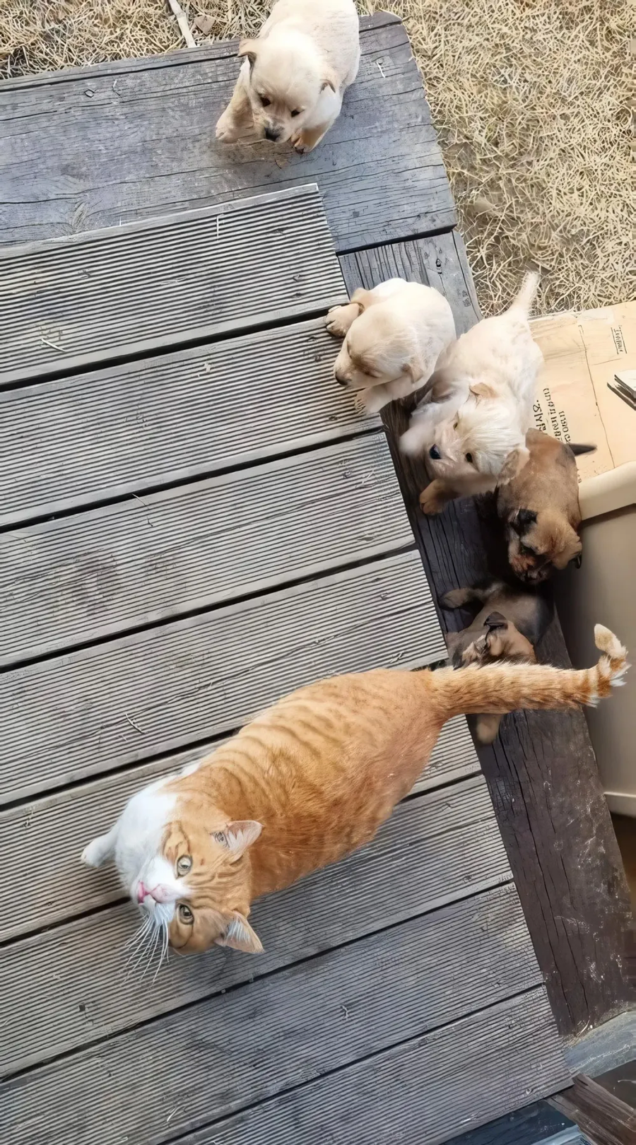 A cat looking up while surrounded by a pack of puppies