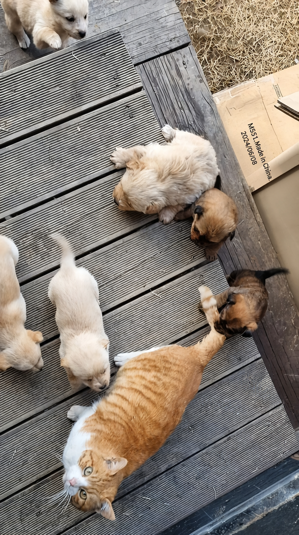A flustered cat getting its tail bitten by a puppy