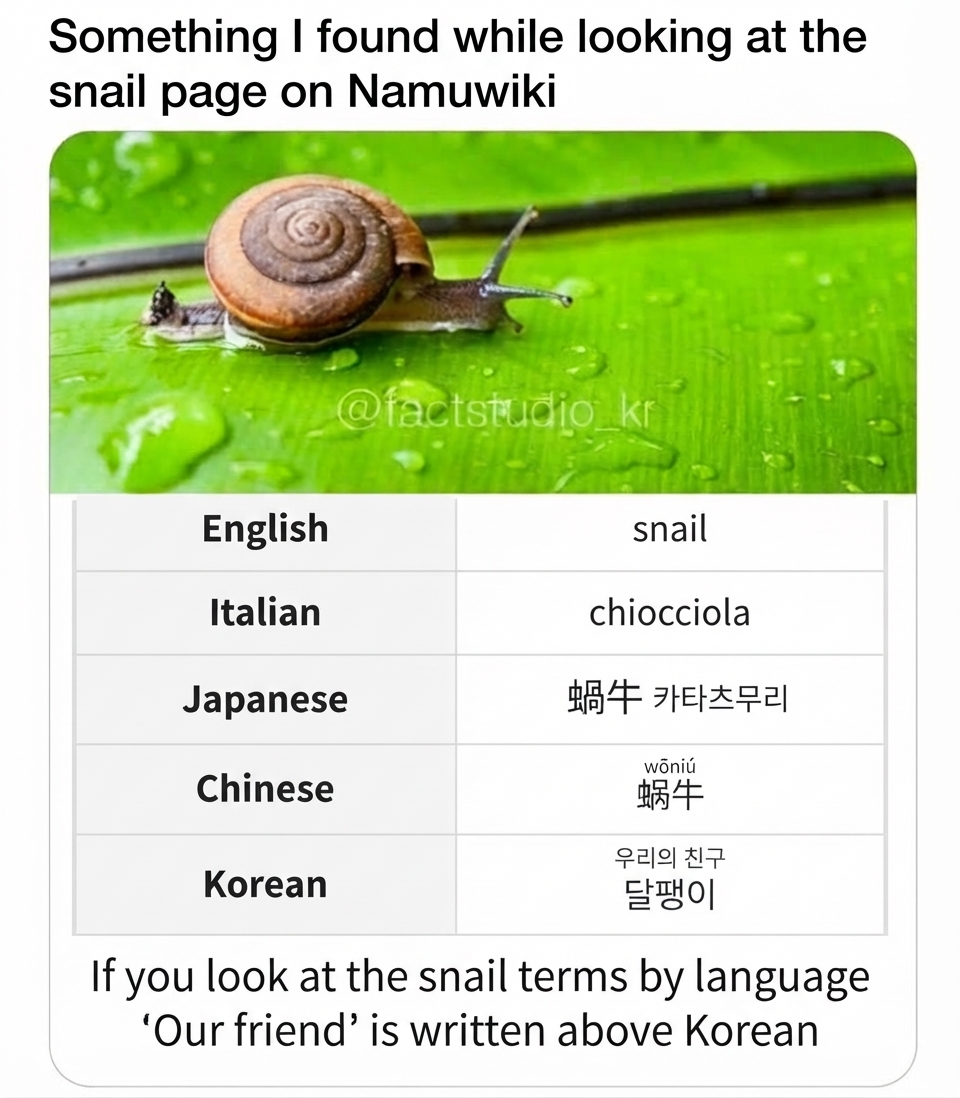A screenshot showing a snail on a green leaf above a table of translations for snail in different languages, where small text reading 'our friend' is placed directly above the Korean entry '달팽이'.