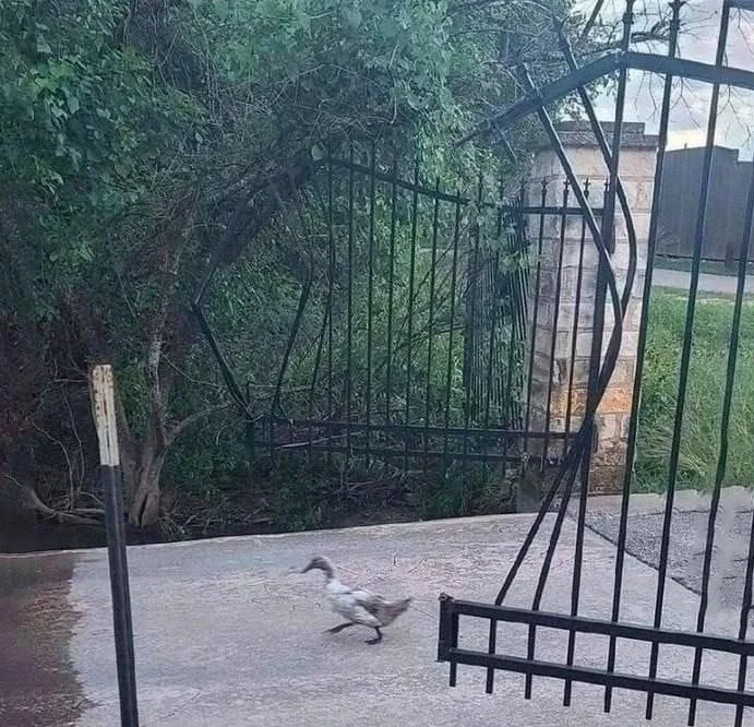 A duck walking through an open driveway past a metal gate bent open into a massive cartoonish hole.