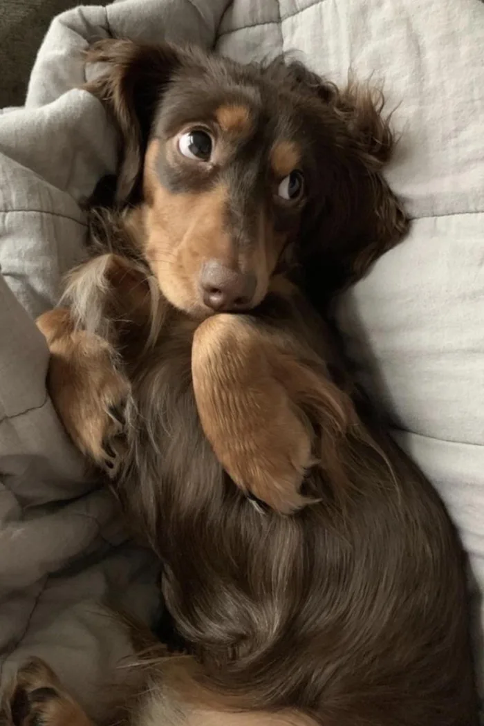 A cute long-haired dachshund puppy lying on its back among blankets, looking up with wide, endearing side-eyes and paws curled up.