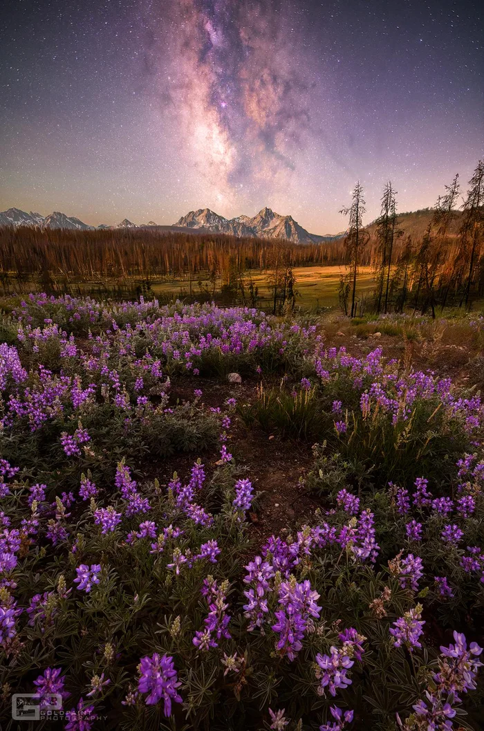 A scenic night landscape featuring purple flowers in the foreground, distant mountains and trees, and the Milky Way shining brightly across the starry sky.