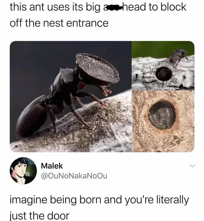 A tweet showing an ant with a flat, disc-shaped head used to seal the entrance of its nest, with a comment reading 'imagine being born and you're literally just the door'.