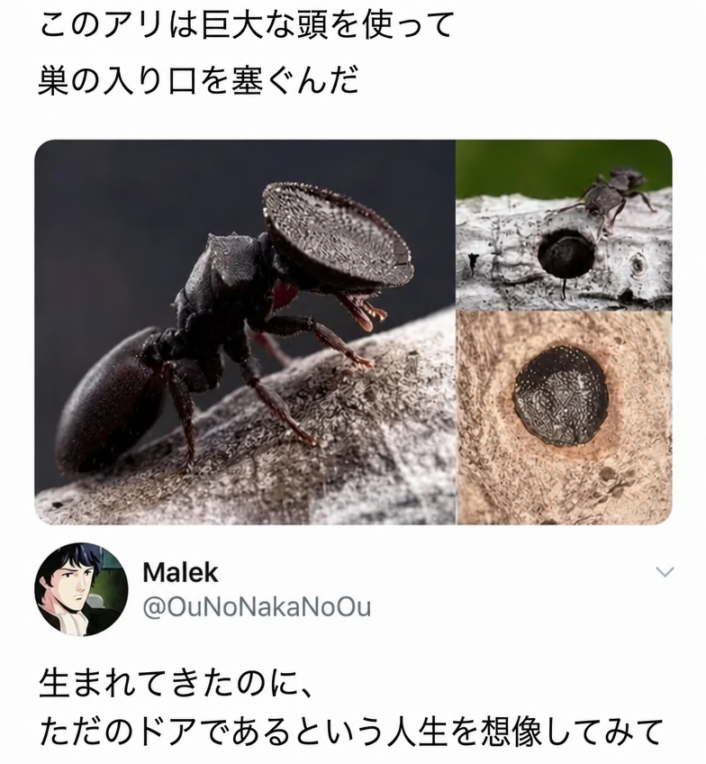 巣の入り口を塞ぐために、平らな円盤状の頭を持つアリが写っているツイート。投稿には「生まれてきたのに、ただのドアであるという人生を想像してみて」というコメントがある。