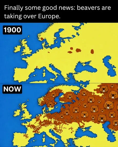 A comparison map of Europe showing beaver populations in 1900 compared to now, with beavers covering most of the continent.