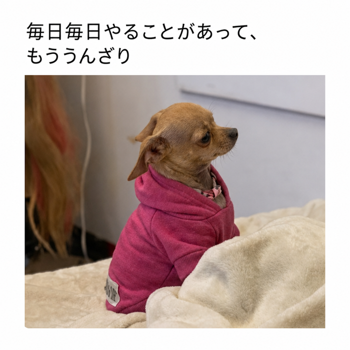 ピンクのパーカーを着て、毛布の下で疲れ切った表情をしている小さなチワワ。