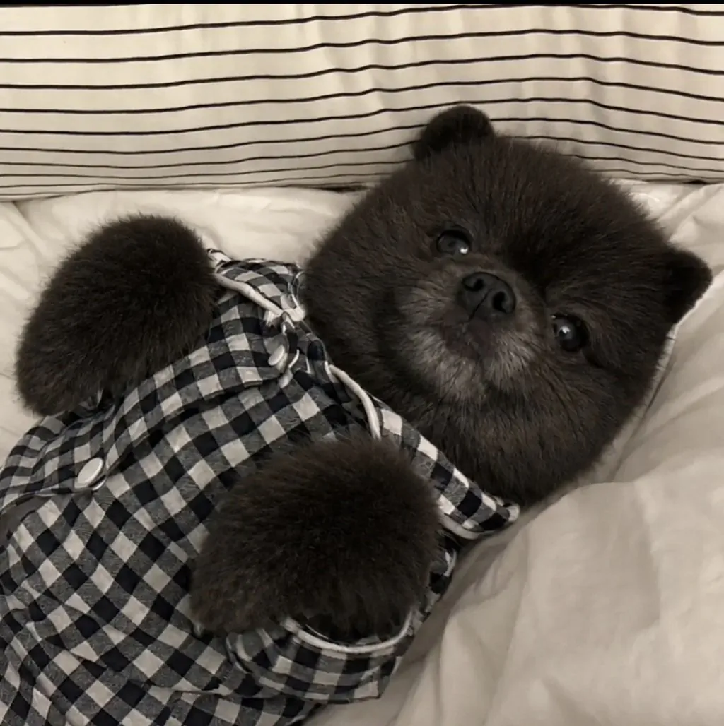 前の写真の犬の姿そのままに、毛の色だけが真っ黒に変わったChatGPTの生成画像。