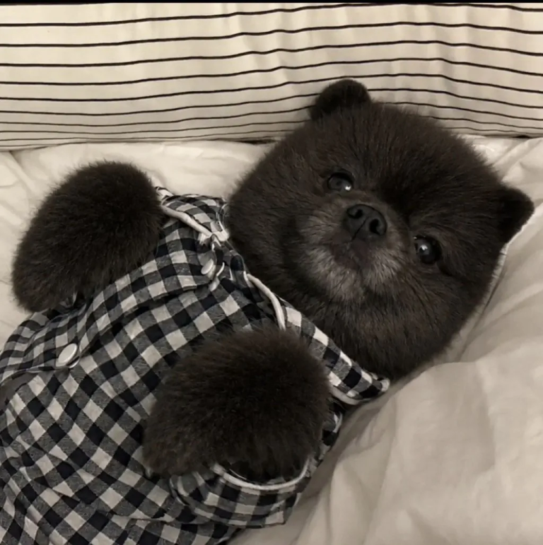 前の写真の犬の姿そのままに、毛の色だけが真っ黒に変わったChatGPTの生成画像。
