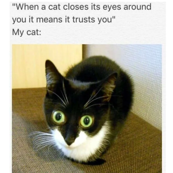 A meme showing a black and white cat with wide, unblinking green eyes staring directly up at the camera.