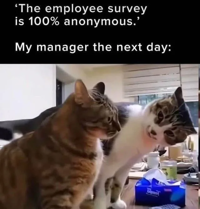 Meme with text: "'The employee survey is 100% anonymous.' My manager the next day:" showing a cat leaning in intensely to peer right into another cat's face.