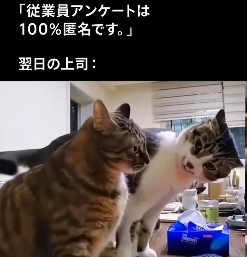 「従業員アンケートは100%匿名です。」翌日の上司：というテキストが入ったミーム。1匹の猫がもう1匹の猫の顔を至近距離で覗き込んでいる様子。