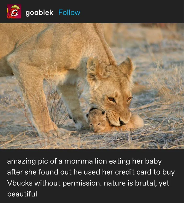 A lioness holding her cub in her mouth alongside a humorous Tumblr caption joking that she is eating it for buying V-Bucks on her credit card.