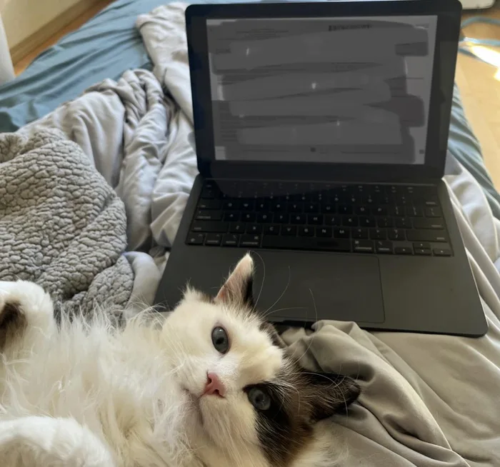 A fluffy ragdoll cat lying on its back on a bed right in front of an open laptop.