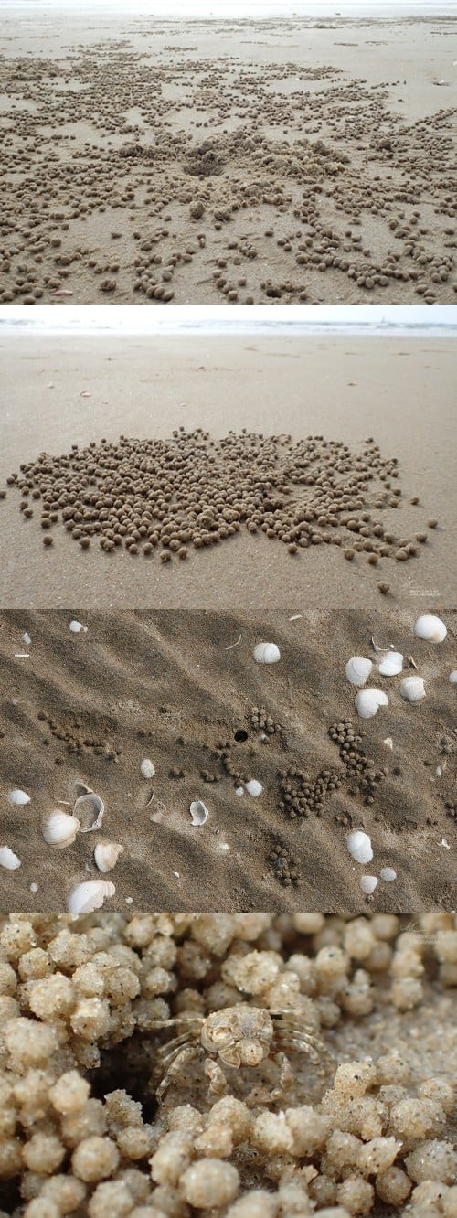 Sand pellets scattered on the beach with a small crab hiding next to a hole