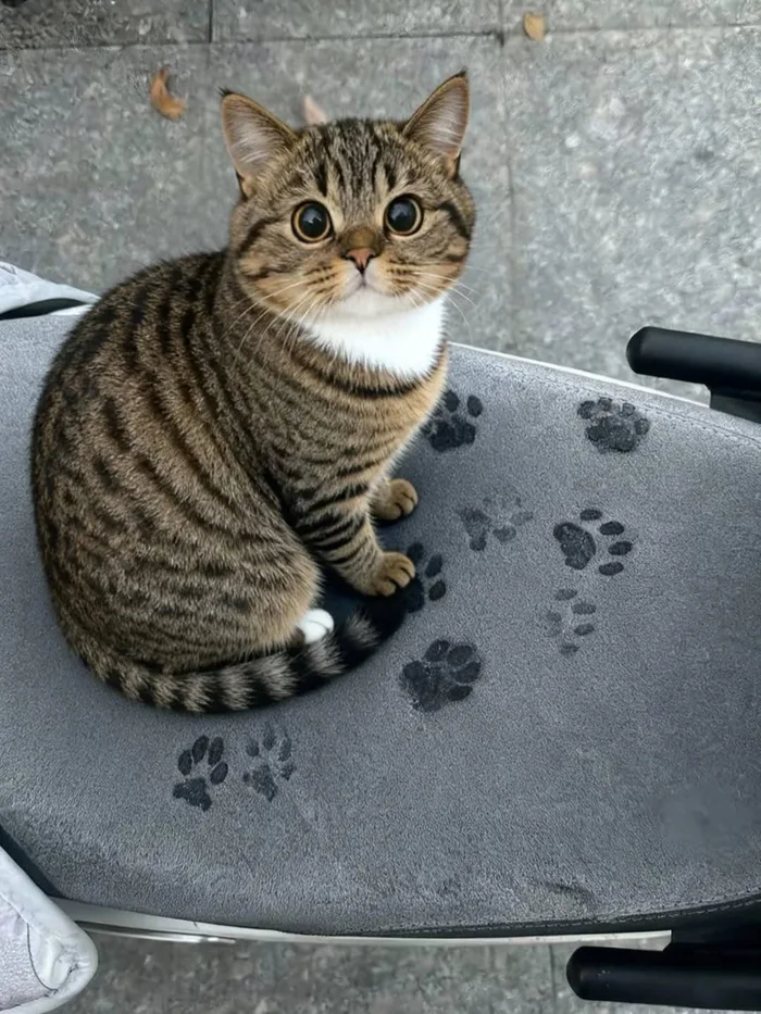 A cute tabby cat with wide round eyes sitting on a scooter seat surrounded by wet paw prints