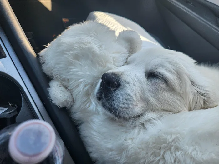 A fluffy white puppy sleeping peacefully in a car while cuddling closely with a white teddy bear that blends into its fur