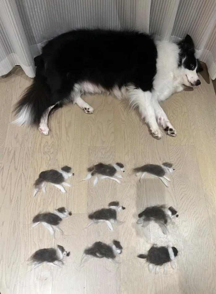 A border collie lies on the floor next to nine miniature dogs shaped from its own shed fur.