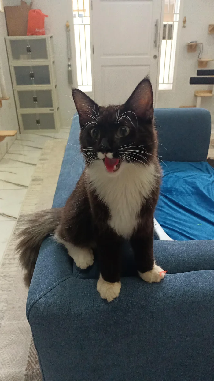 A fluffy tuxedo cat sitting on the arm of a blue couch, wide-eyed with its mouth open as if meowing or demanding food.
