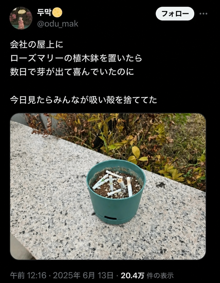 Twitterのスクリーンショット：会社の屋上に置いたローズマリーの植木鉢の写真。数日で芽が出て喜んでいたのに、今では人が吸い殻をたくさん捨てて灰皿代わりにされている。