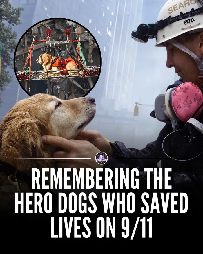 A rescue worker gently pets a Golden Retriever search dog, with an inset showing the dog being transported via cable across the disaster site.