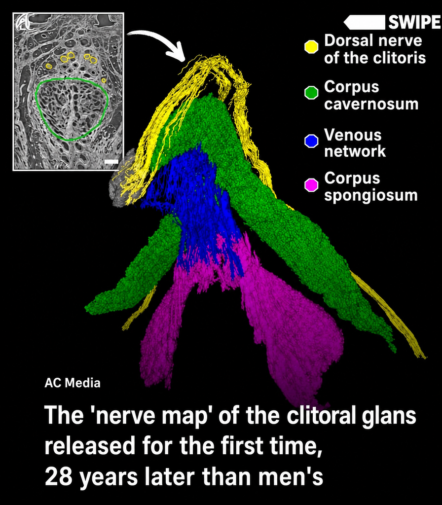 An image showing an anatomical nerve map visualizing the dorsal nerve of the clitoris, corpus cavernosum, venous network, and more in 3D color, accompanied by explanatory text.