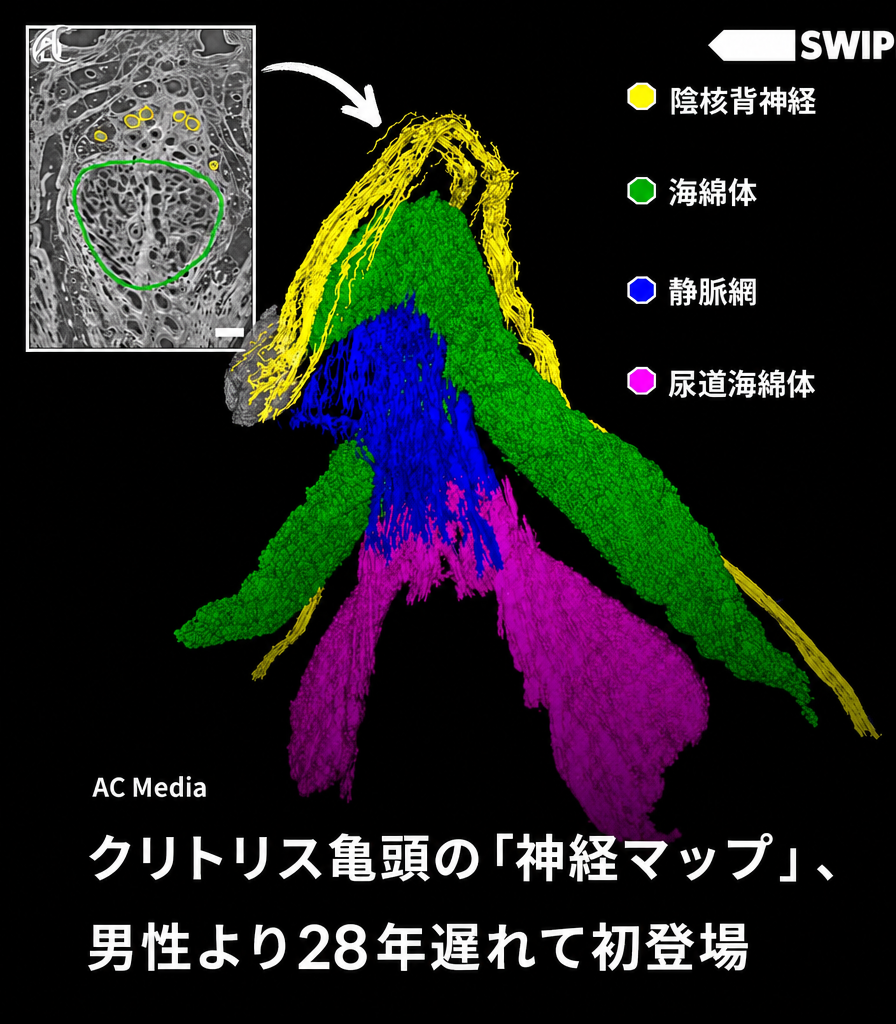 クリトリスの陰核背神経、海綿体、静脈網などを3Dカラーで視覚化した解剖学的神経マップと説明文が含まれた画像