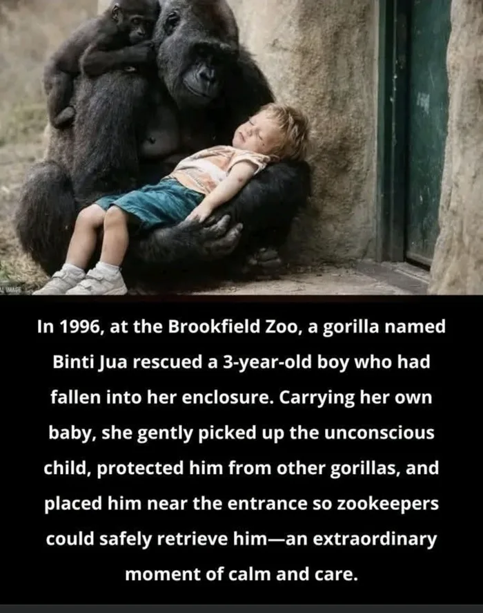 An image showing a gorilla holding an unconscious child, accompanied by text detailing the 1996 rescue at Brookfield Zoo by a gorilla named Binti Jua.