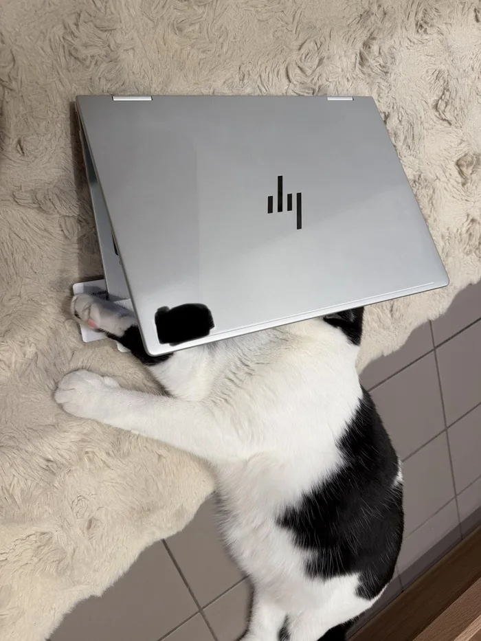 A black and white cat lying down on a soft rug with its head completely hidden under a partially open HP laptop.
