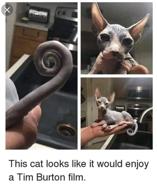 A collage of three photos of a hairless Sphynx kitten with large ears and a curled, spiral tail, resting on someone's hand, captioned: 'This cat looks like it would enjoy a Tim Burton film.'