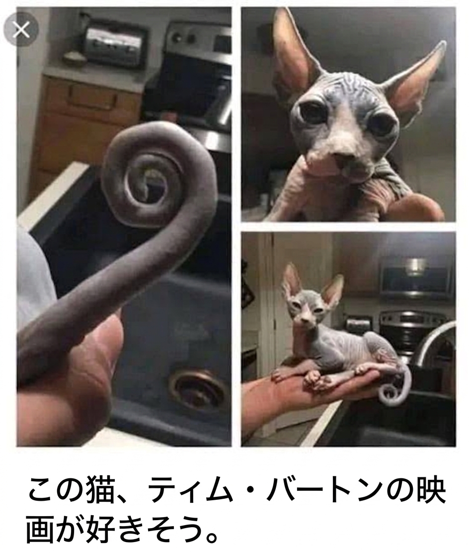 渦巻き状に丸まった尻尾を持つ、手のひらサイズのスフィンクスの子猫。