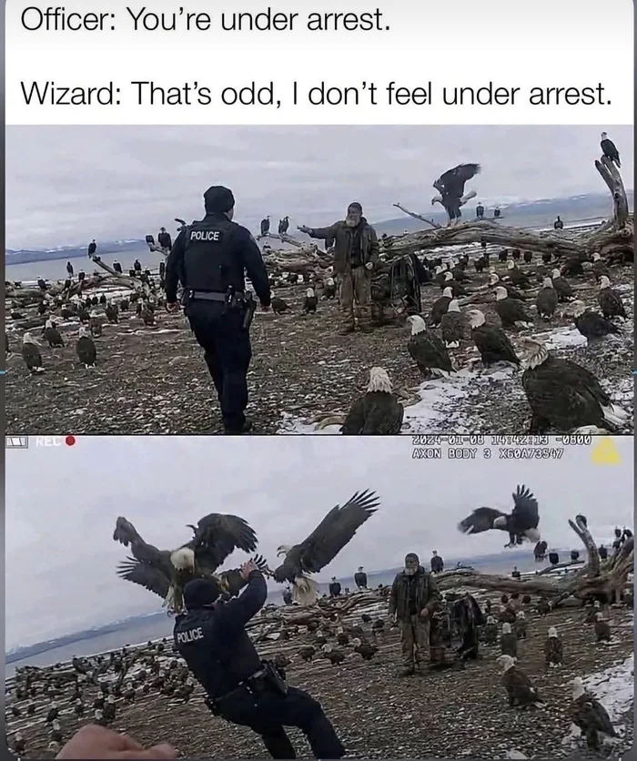 Two-panel meme styled like bodycam footage. In the top panel, an officer approaches a bearded man surrounded by dozens of bald eagles, captioned 'Officer: You’re under arrest. Wizard: That’s odd, I don’t feel under arrest.' In the bottom panel, eagles swoop down and attack the officer while the man stands calmly.