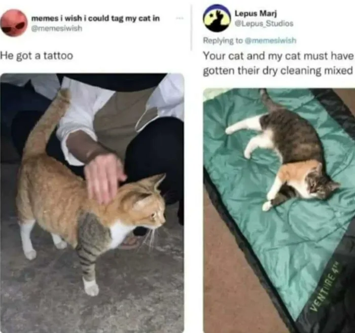 A side-by-side comparison of two cats: on the left, an orange tabby cat with a single grey tabby front leg captioned 'He got a tattoo', and on the right, a grey tabby cat with a single orange front leg captioned 'Your cat and my cat must have gotten their dry cleaning mixed up'.