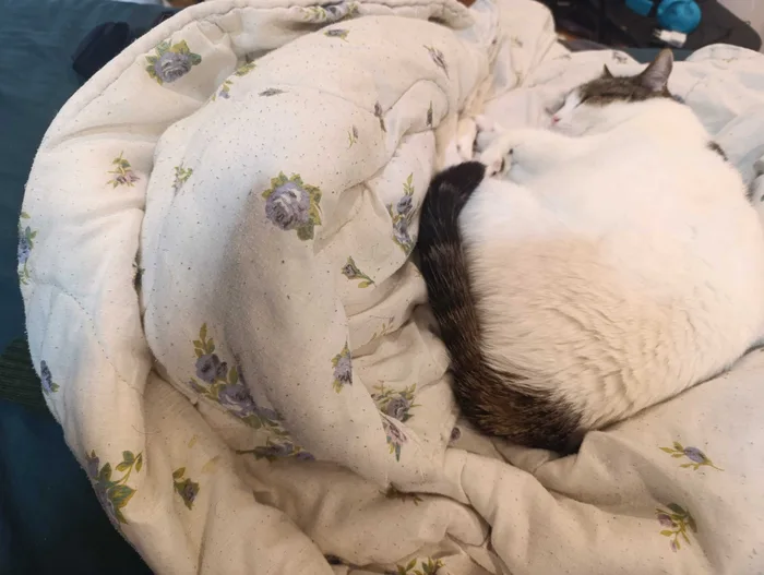 柔らかい花柄の布団の上で丸まって眠る、白とタビー柄の猫。