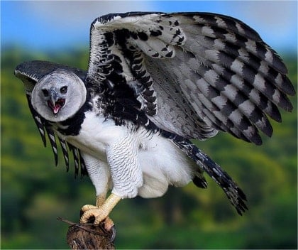 A harpy eagle perched on a branch, spreading its massive wings wide with its beak open.