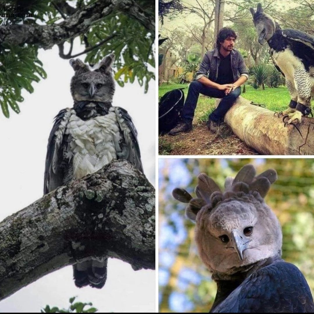 A three-panel image showing a harpy eagle perched in a tree with an eerily human-like front face, and displaying its massive size next to a seated man.